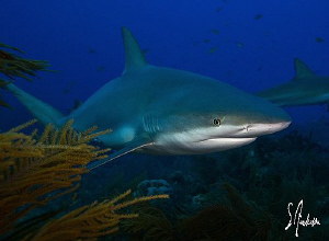 The Reef Sharks came from behind coral heads and sea fans... by Steven Anderson 